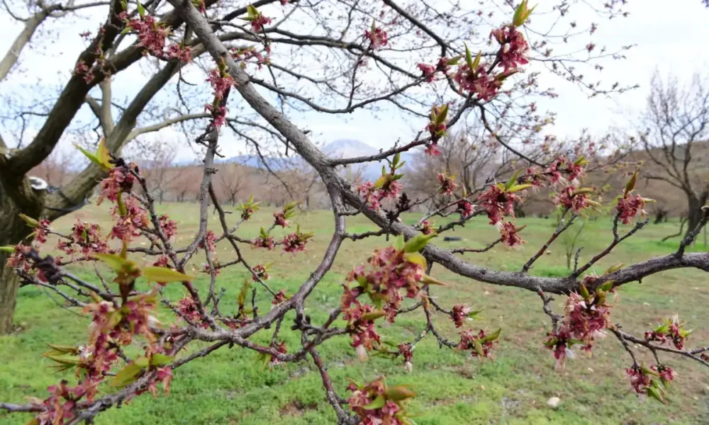 Dolu yağışı Malatya’yı vurdu, 7 ilçede 20 bin dekar alan etkilendi