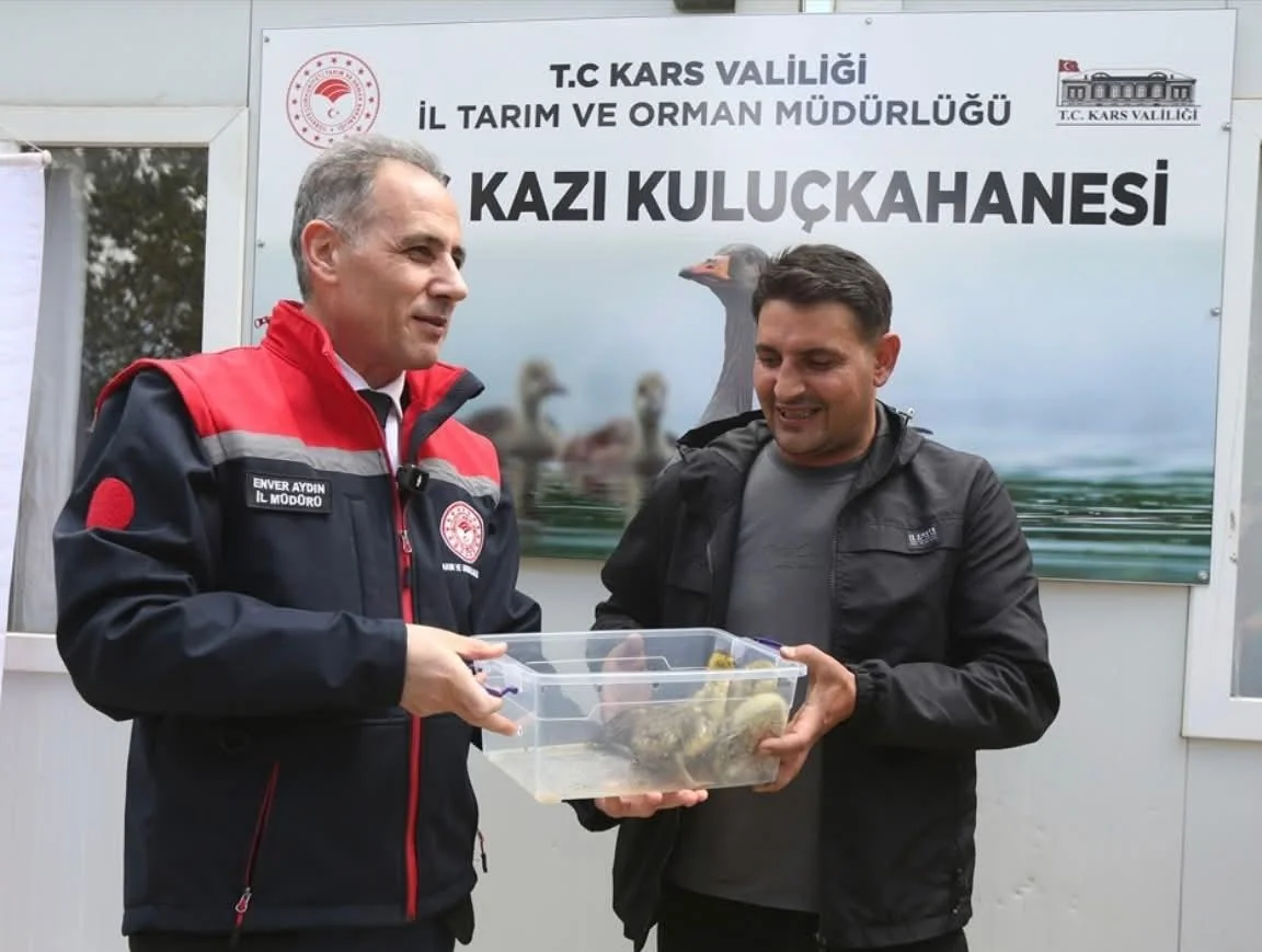 Kars'ta yerli üretim "Duman" ırkı kaz palazları kuluçkadan çıktı